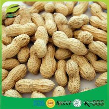 high quality raw peanut in shell for sale